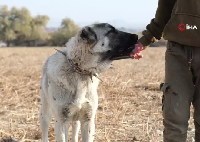 Çobanların Vazgeçilmez Dostları: Köpekler